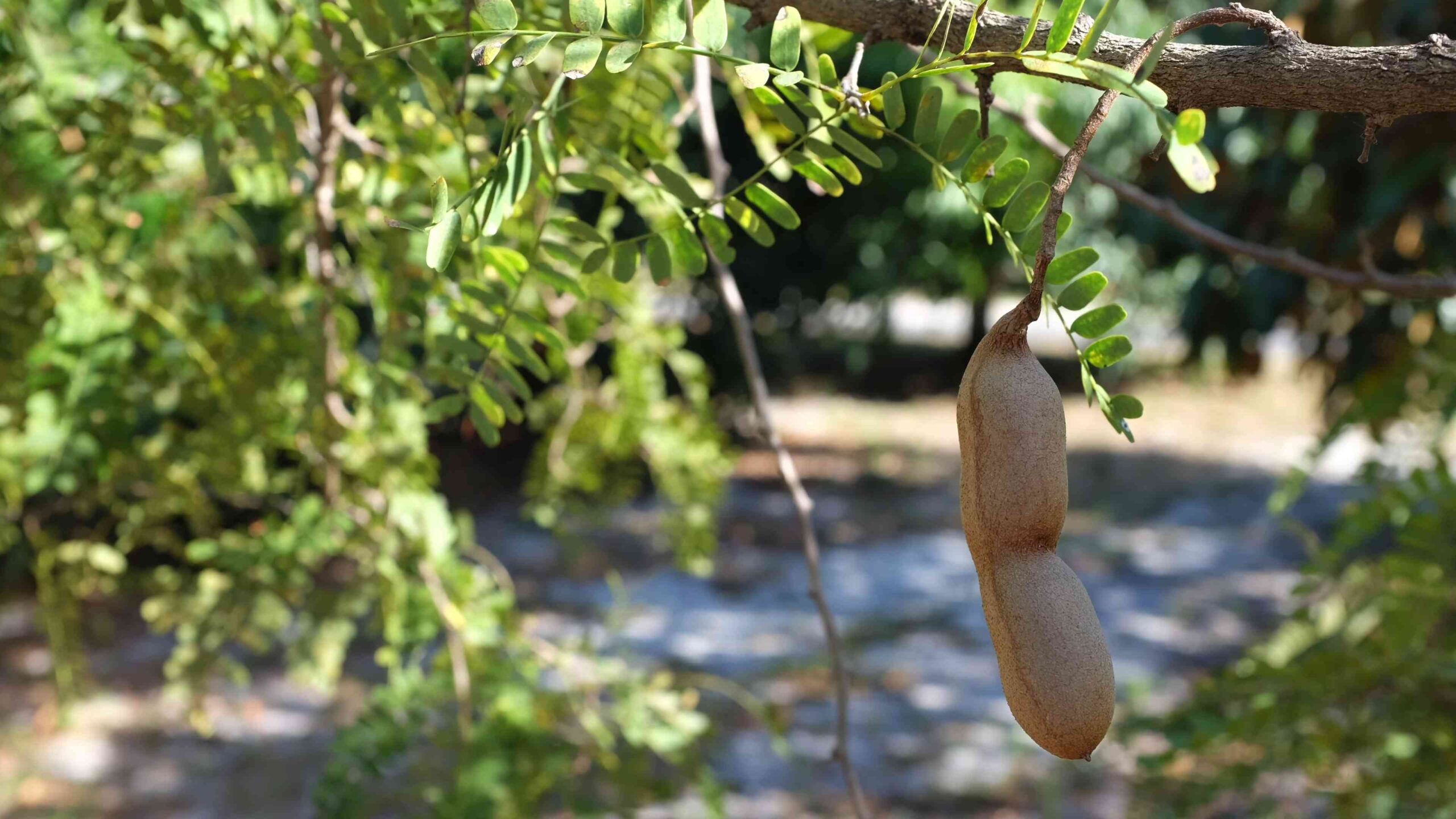 Grow Tamarind Tree