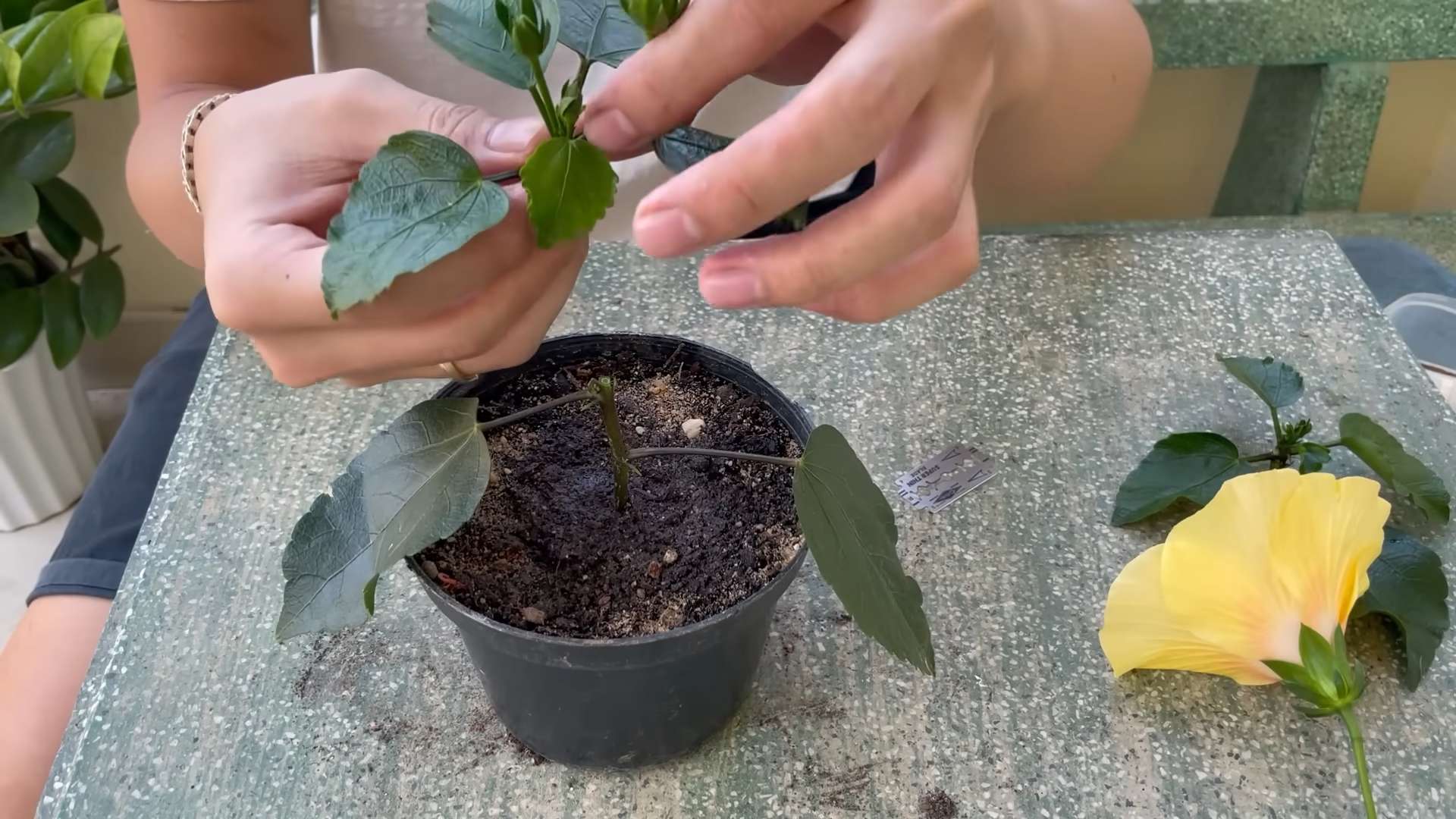Grow bigger hibiscus flowers