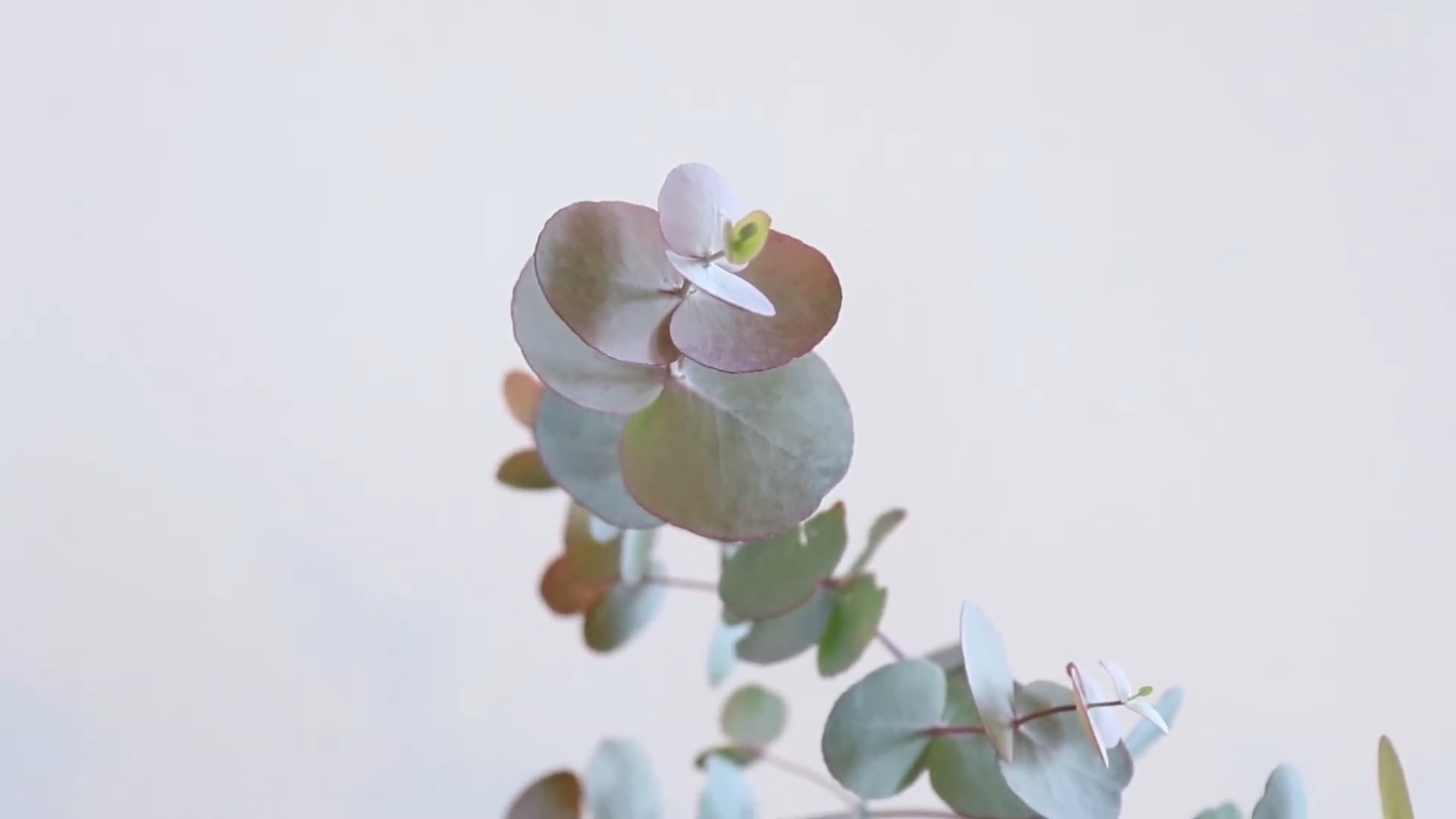 Grow Eucalyptus at Home