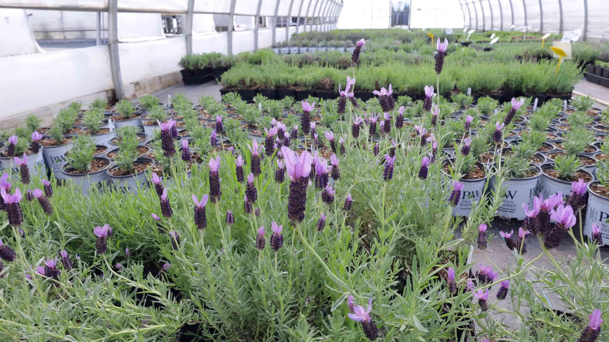 Lavender Shrub Care