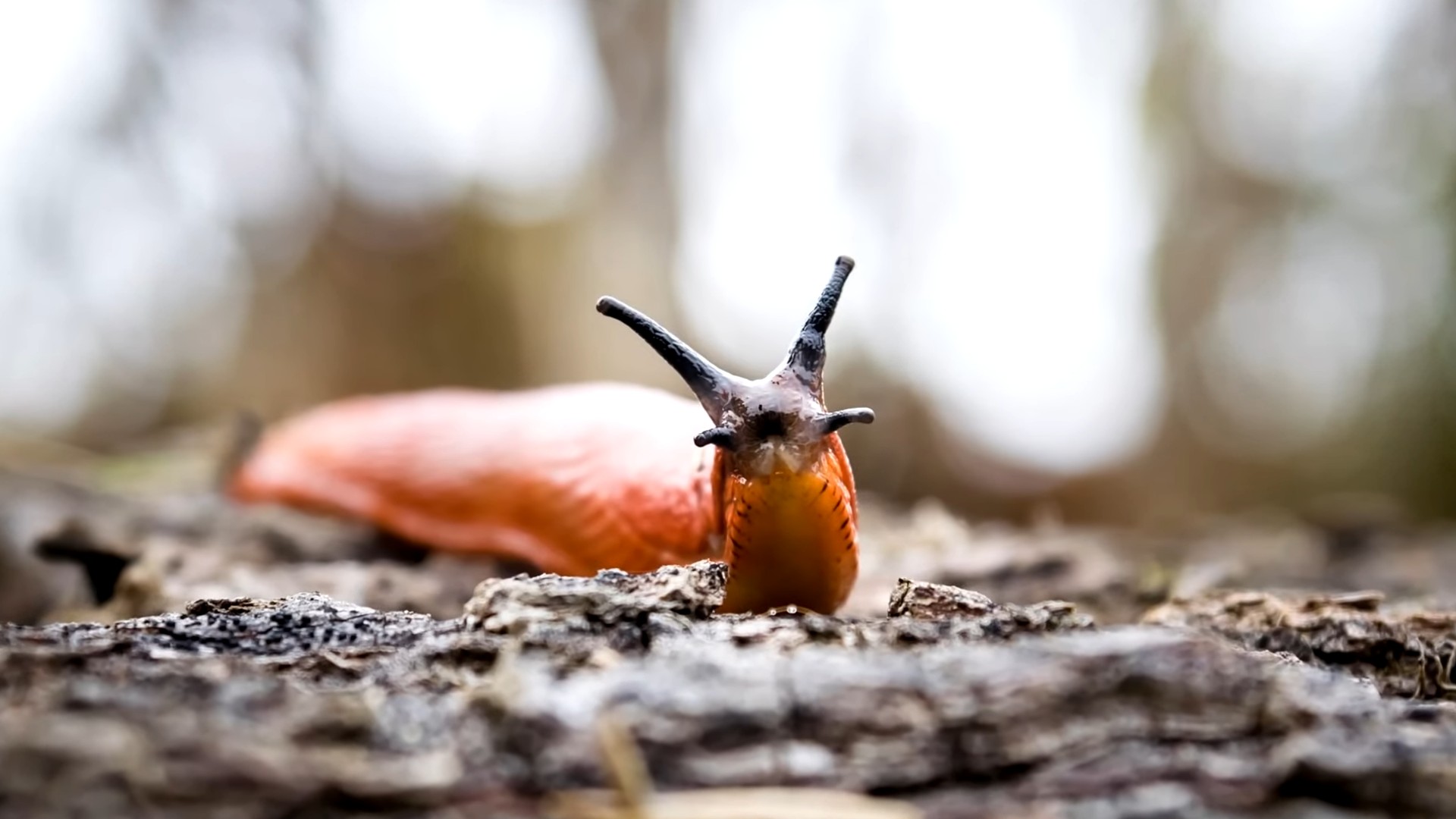 Coffee grounds slug repellent