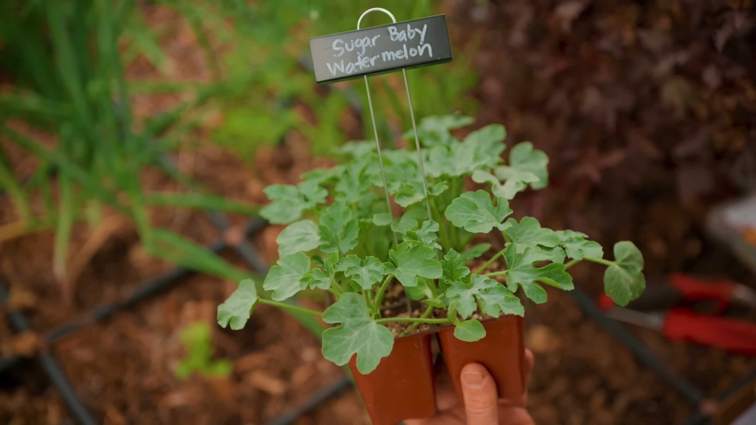 Summer crops to grow