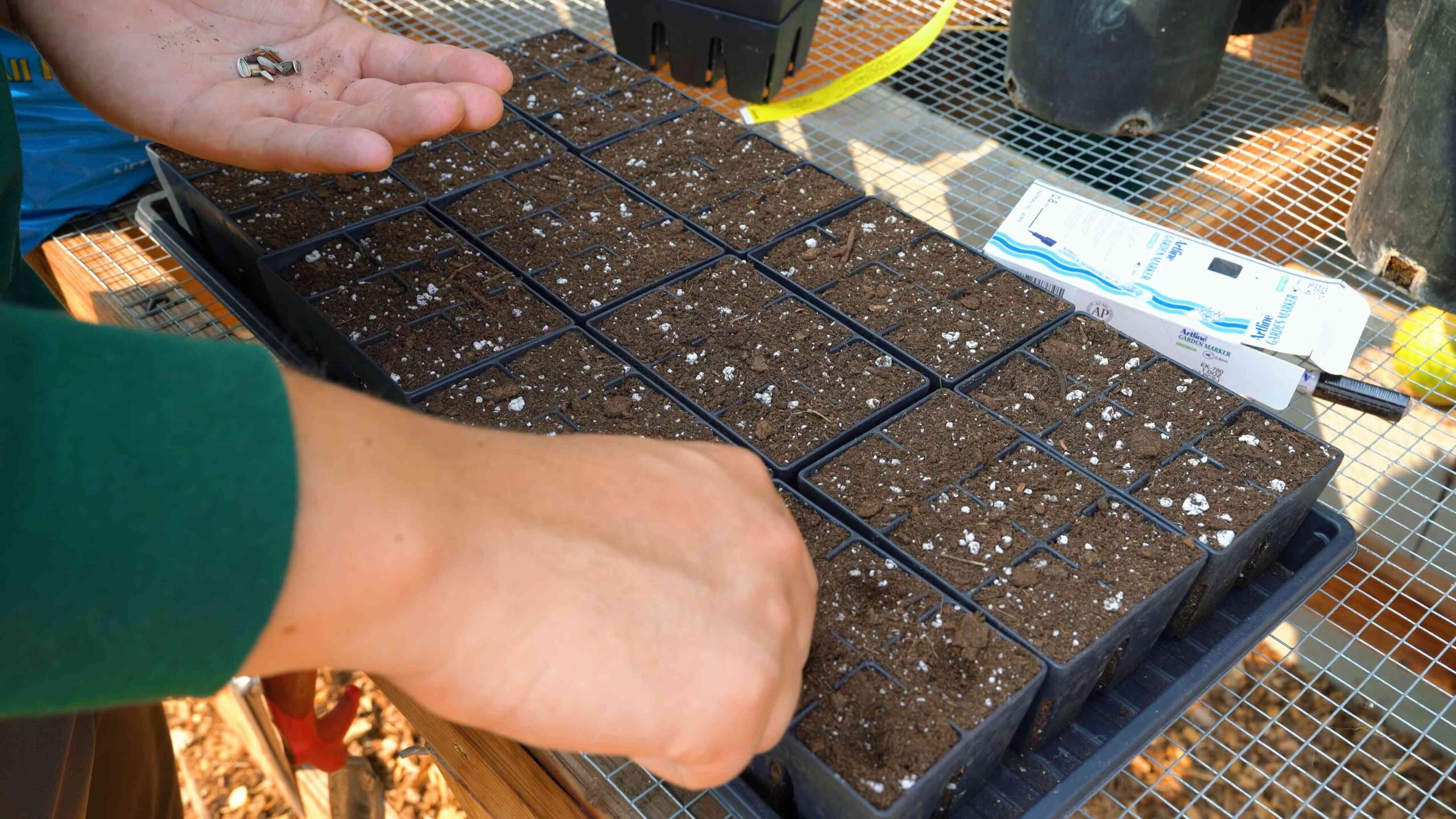 Grow Sunflowers at Home