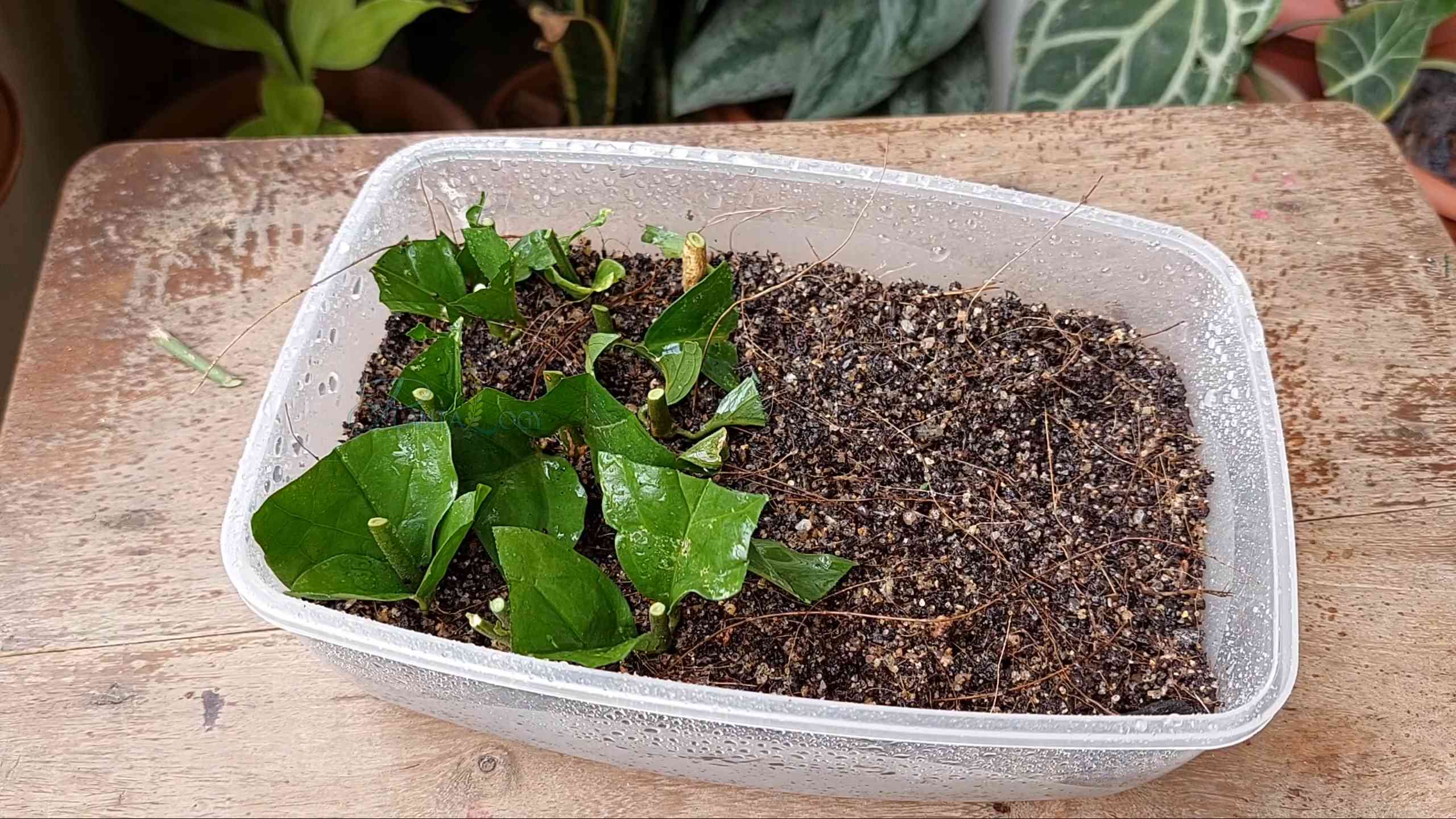 Grow Arabian Jasmine