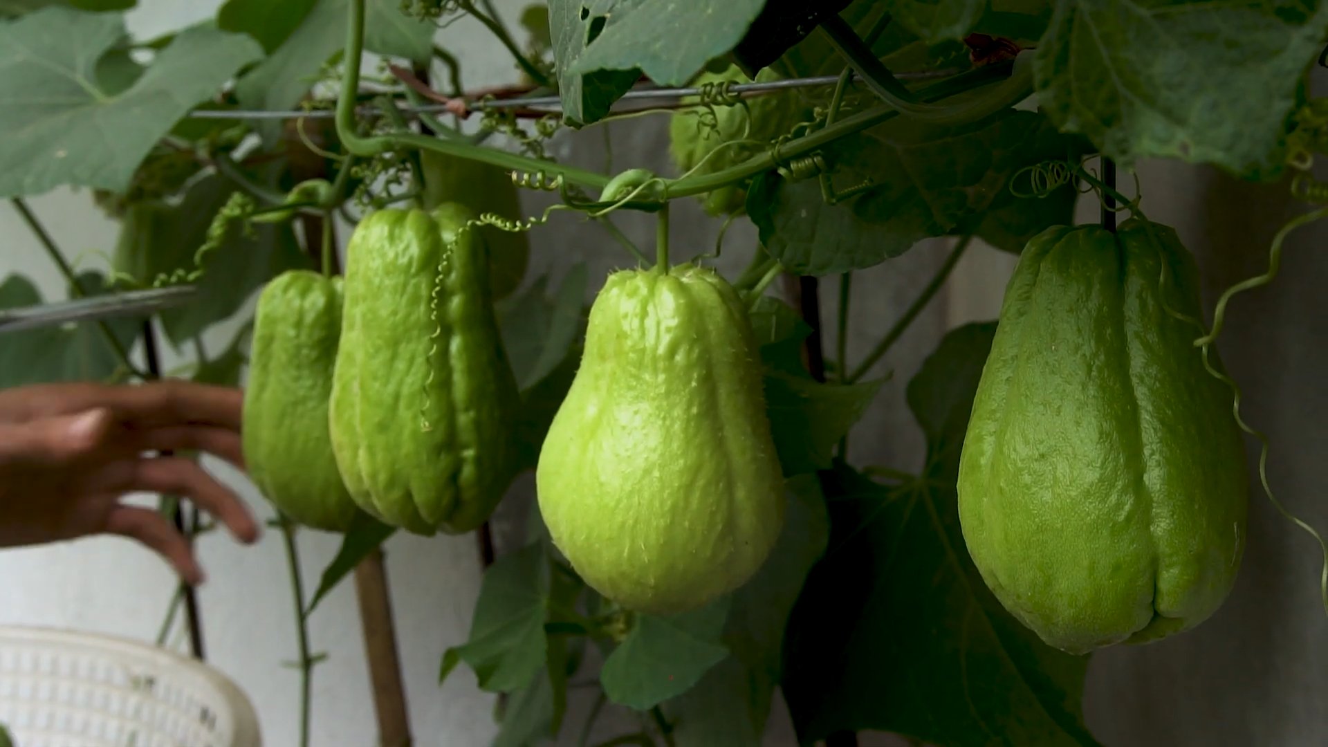 Grow Chayote at Home