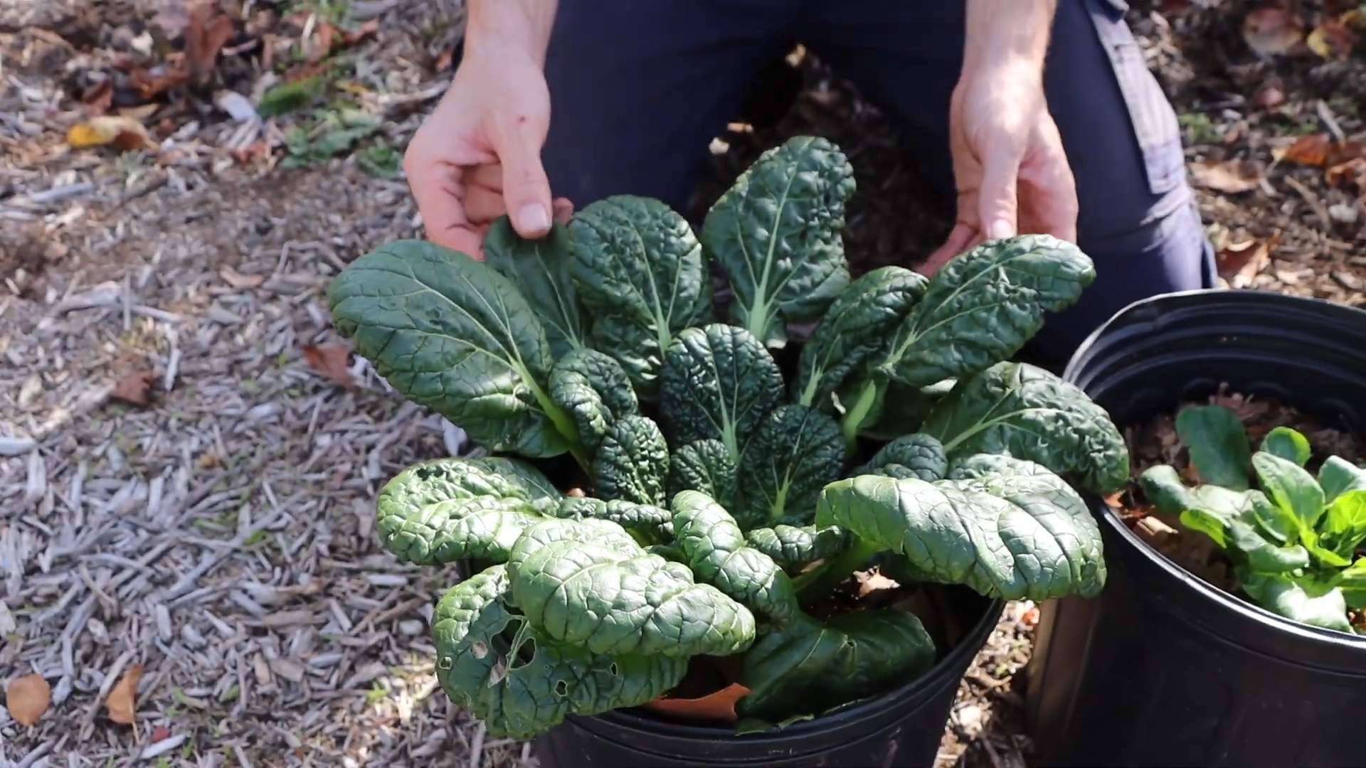 Winter crops gardening