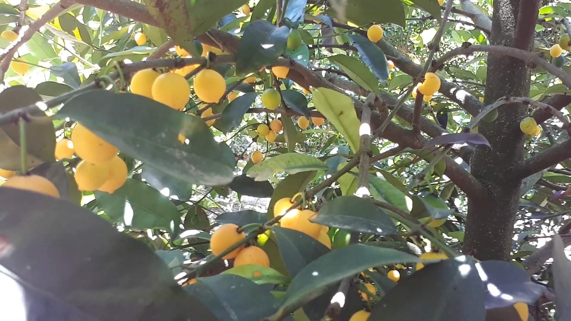 Grow Garcinia Intermedia at Home
