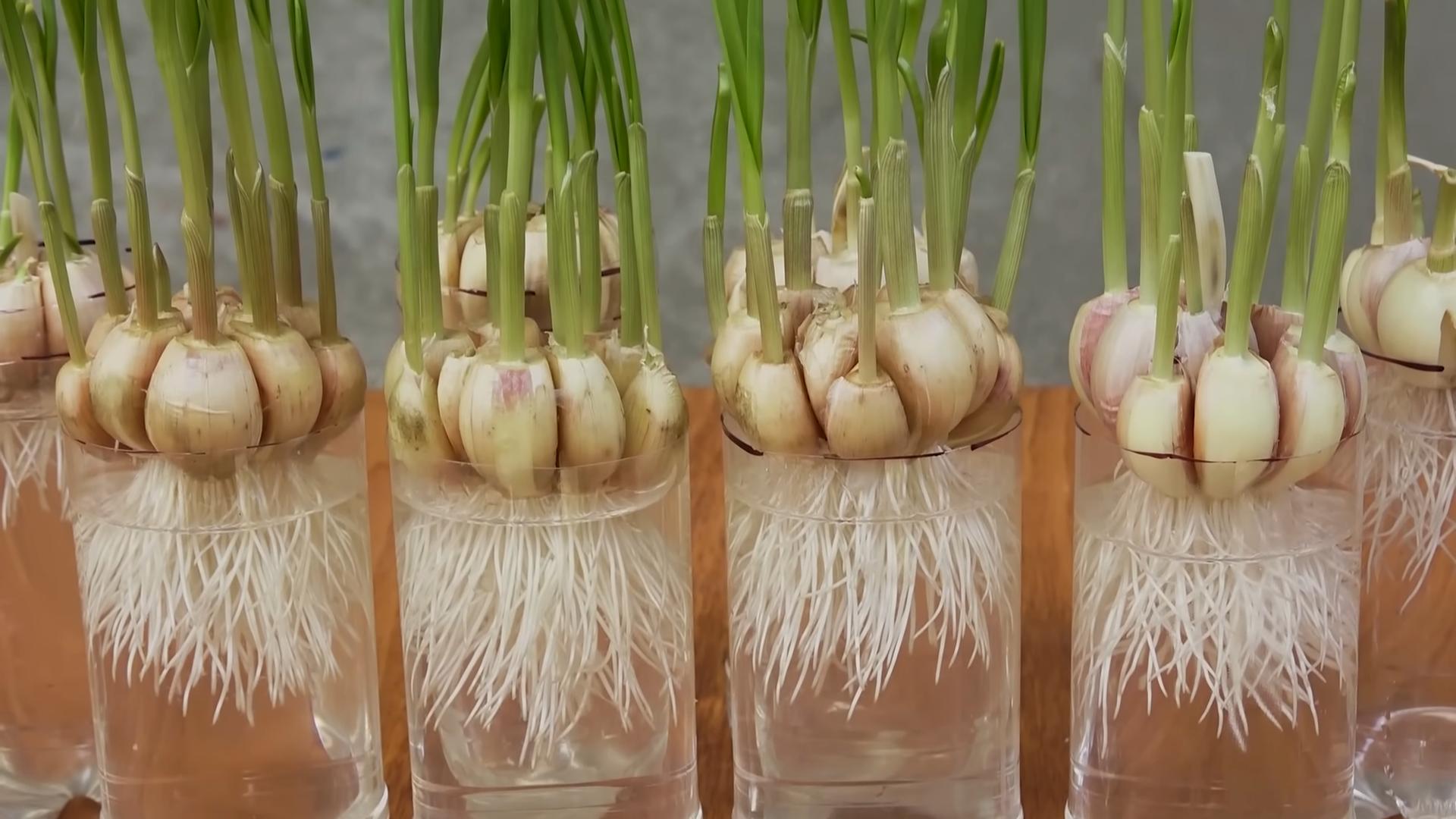 Garlic Growing in Plastic Bottles